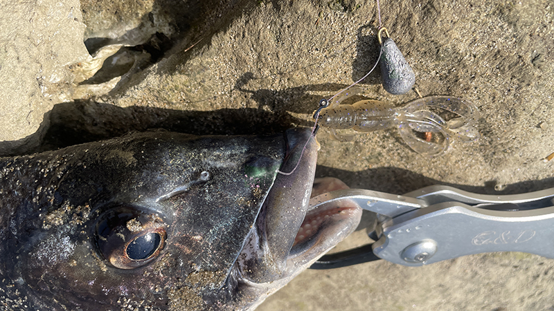 実釣インプレ・魚に見えないピンクフロロ