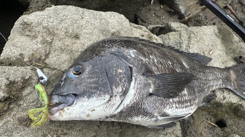 クレイジーフラッパー・釣れる魚