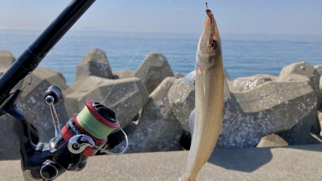 夏に釣りやすい魚