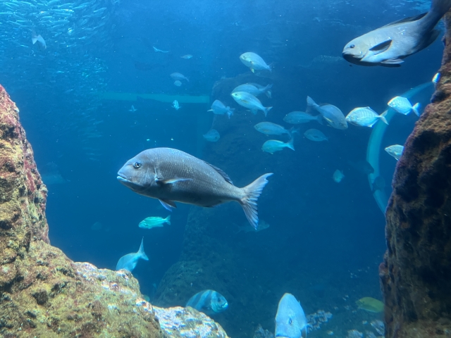 魚が生きられる水温