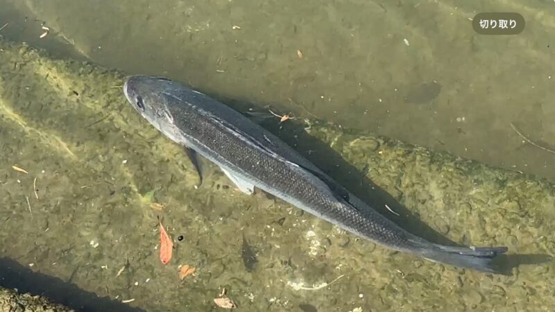 秋のシーバスの釣り方